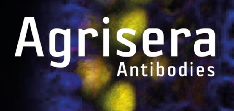 Agrisera植物細(xì)胞壁相關(guān)抗體，開學(xué)季促銷啦！